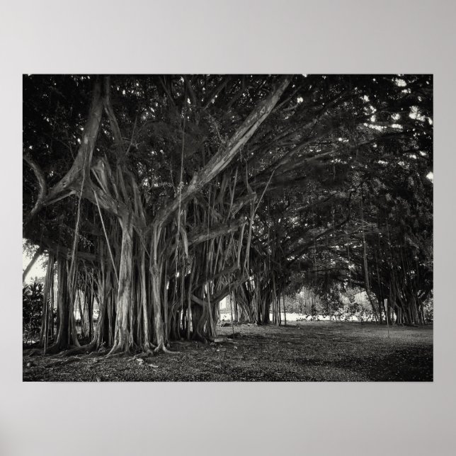 POSTER STRUCTURE DE RACINE D'ARBRE BANYAN (Devant)