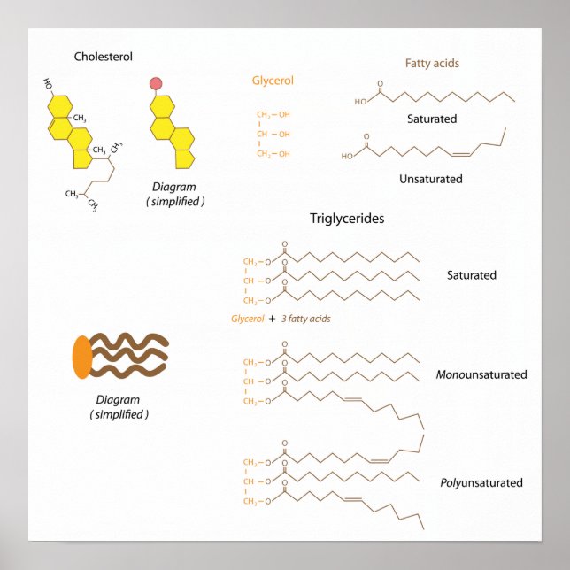 Poster Structure du cholestérol et des triglycérides Post (Devant)