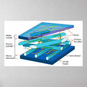 Poster Structure moléculaire d'une paroi cellulaire prima