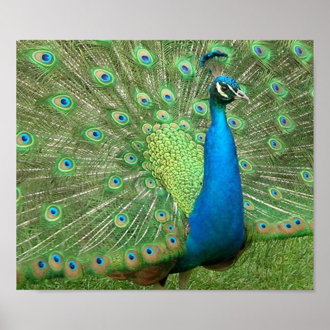 Poster Strut Peacock (Devant)