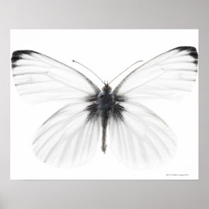 Poster Studio photo de papillon blanc à veine pointue