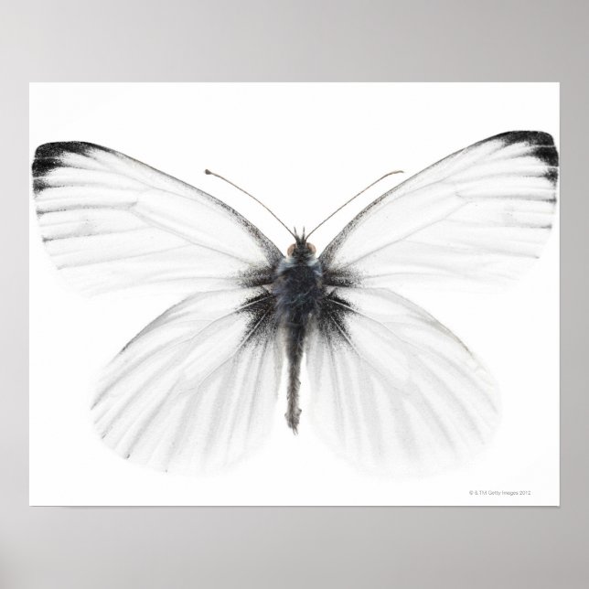 Poster Studio photo de papillon blanc à veine pointue (Devant)