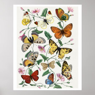 Poster Study of Diurnal butterflies by Paul Gervais