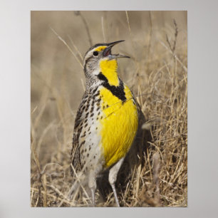 Poster Sturnelle de l'Ouest (Strunella neglecta)