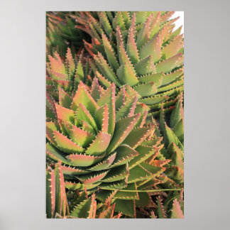 Poster succulent
