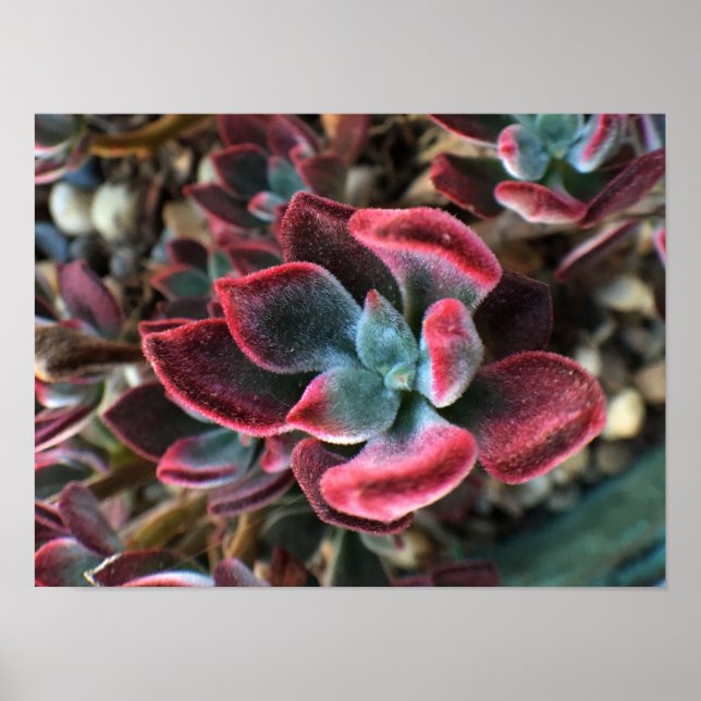 Poster Succulent de velours rouge (Devant)