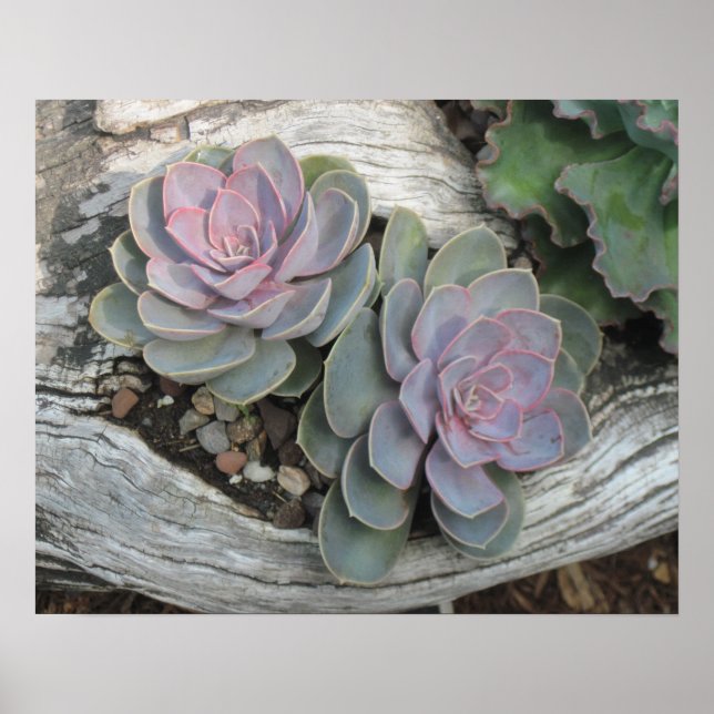 Poster Succulent Echeveria (Devant)