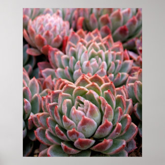Poster Succulents