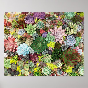 Poster Succulents colorés