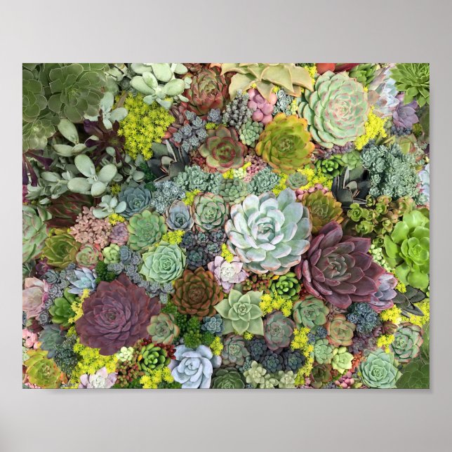 Poster Succulents de verdure (Devant)