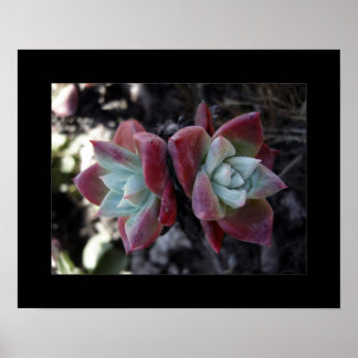 Poster Succulents subtils