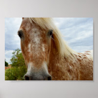 Sucre Le Cheval Appaloosa,