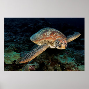 Poster Sulawesi   Tortue verte