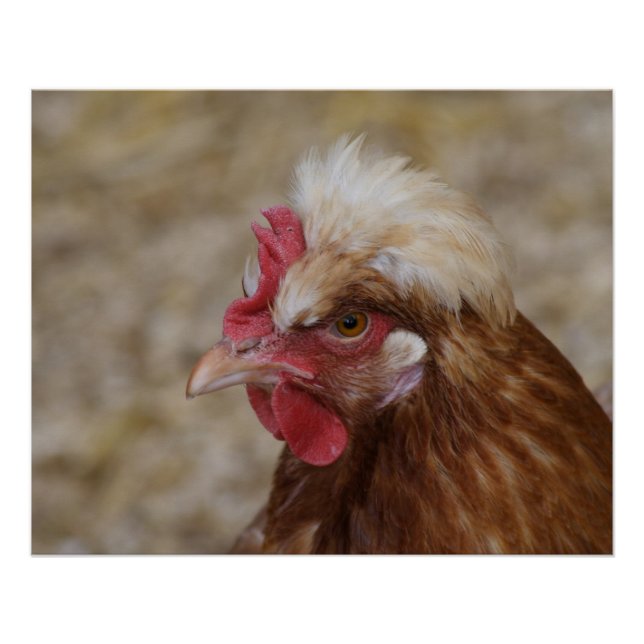Poster Sulmtaler Hen (Devant)