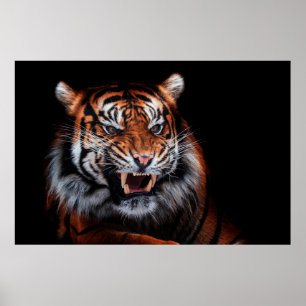 Poster Sumatran tiger (Panthera tigris sumatrae) beautifu