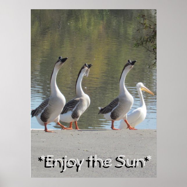 Poster - Sun Loving Geese (Front)