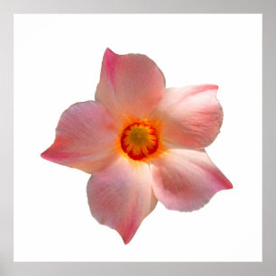 Poster Sun Parasol Mandevilla