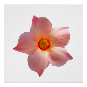 Poster Sun Parasol Mandevilla