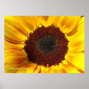 Poster Sun Sunflower