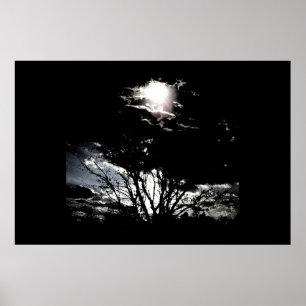 Poster Sun thru Trees B&W