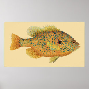Poster Sunfish de Pumpkinseed sur l'arrière - plan de