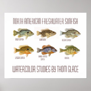 Poster Sunfish d'eau douce nord-américain