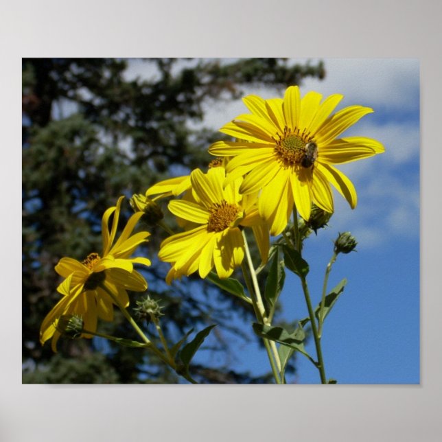 Poster sunfleernbumblebee (Devant)