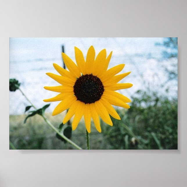 Poster Sunfloer Lone (Devant)