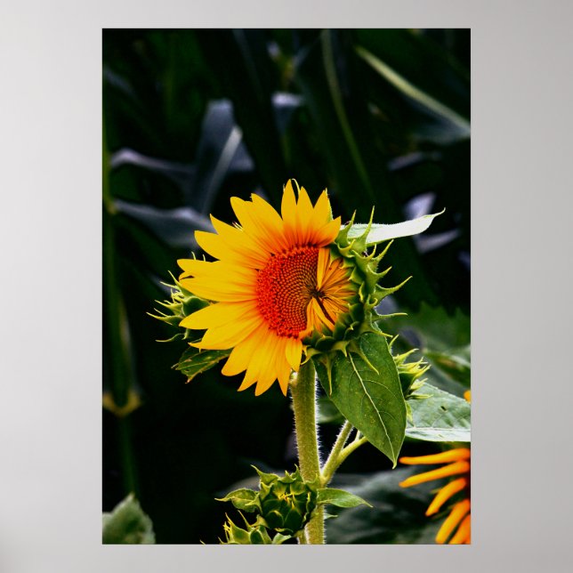 Poster Sunflower (Devant)