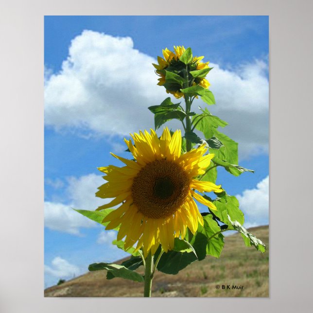 Poster - Sunflower (Front)
