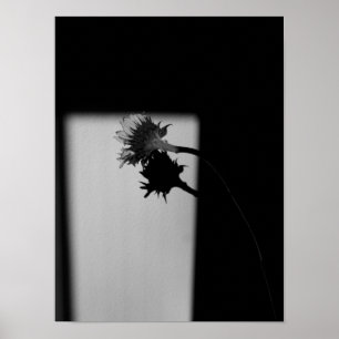 Poster Sunflower and Shadow - Black and White Photograph