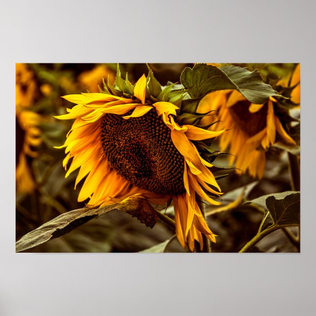 Poster Sunflower Elegance (Front)