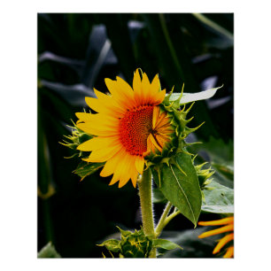 Poster Sunflower éveillée
