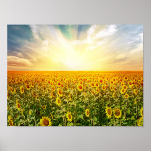 Poster Sunflower Field