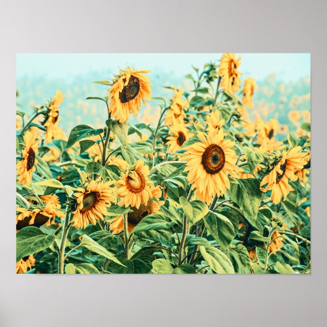 Poster Sunflower Field Jaune Turquoise Jardin Floral Art (Devant)