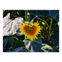 Sunflower Heart Fleur d'été tardive