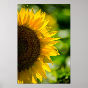 Poster Sunflower In The Field Photography