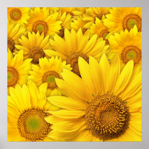 Poster Sunflower jaune