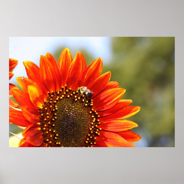 Poster Sunflower Love 1 (Devant)