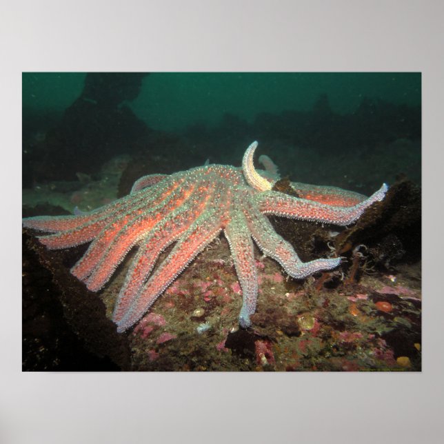 Poster Sunflower Sea Star - Fine Art Print (Devant)