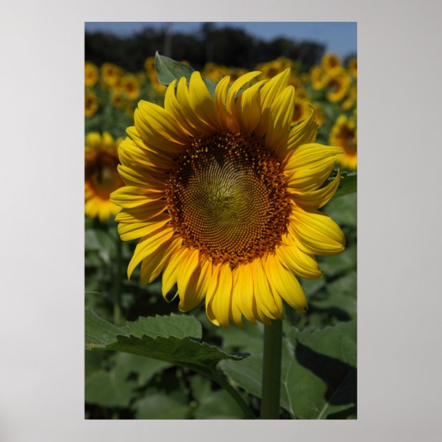 Poster Sunflower Series 09 (Devant)