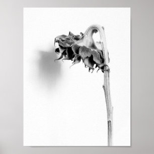 Poster Sunflower Still Life noir et blanc