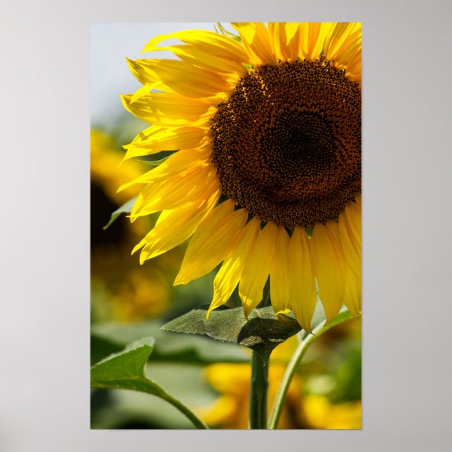 Poster - Sunflower Summer Vibrance (Front)
