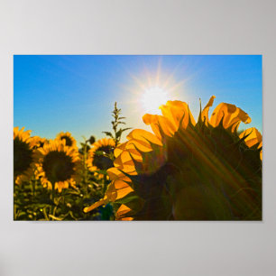 Poster Sunflower Sun Star