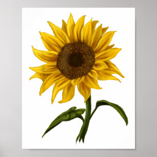 Poster Sunflower Sunshine Floral Aquarelle Fleur