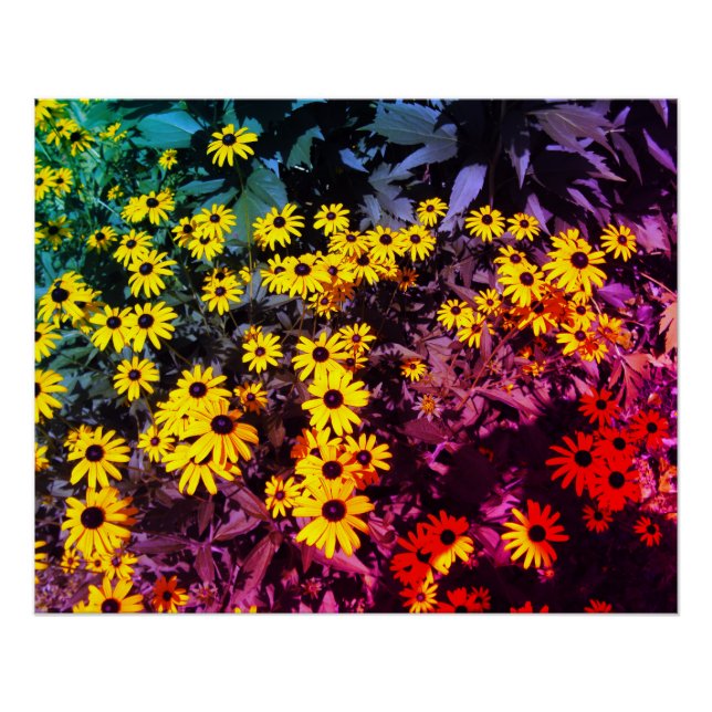 Poster Sunlit Meadow (Devant)