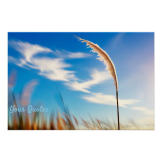 Poster Sunlit Pampas Grass Against Deep Blue Sky