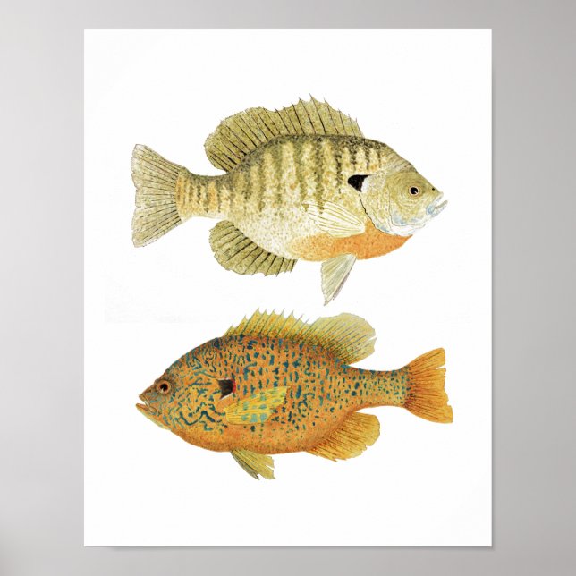 Poster Sunnies - Bluegill & Pumpkinseed (Devant)