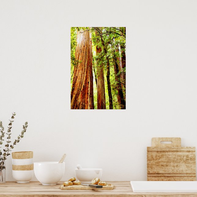Poster Sunny Redwood Trees (brillant) (Cuisine)