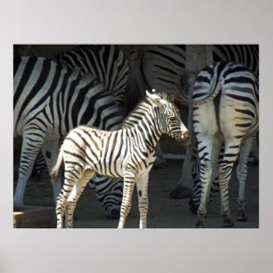 Poster Sunny Zebra
